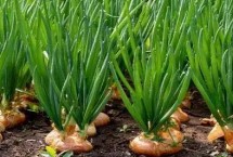 洋葱返青期怎么管理，种植前要严选种子、培育壮苗
