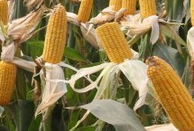 MC875玉米栽培技术要点，每亩种植密度4500株左右