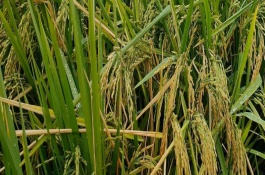 水稻倒伏如何防治，水稻种子必须干燥