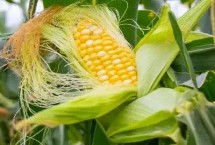 田旺TW72玉米栽培技术要点，4月下旬播种