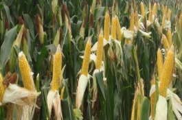 兰德玉24玉米栽培技术要点，每亩适宜种植密度5000株