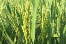 旱两优8209水稻栽培技术要点，每亩用种量5千克