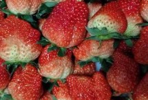 安徽省长丰县的特产，下塘烧饼深受消费者喜爱