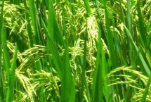 万香优8688水稻栽培技术要点，全生育期早稻125.3天