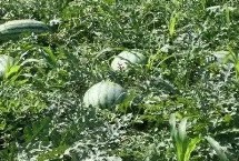 山西省大宁县的特产，该地气候温和四季分明