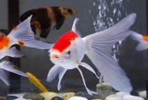 小金鱼吃生米还是熟米，放四五粒就可以了