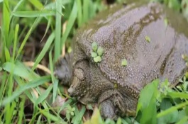 怎么建造甲鱼的养殖池塘，每天可以投喂3次