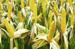 德美1 号玉米栽培技术要点，中晚熟品种