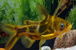 昂刺鱼身上的黄色粘液有没有害，常见的有黄颡鱼、霓虹燕子等