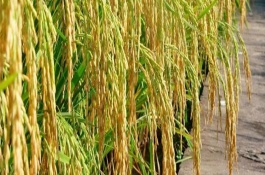 宜香4245水稻栽培技术要点，全生育期140.7天