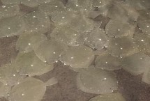 多宝鱼淡水怎么养不死，需将养殖用水的盐度控制在15-35%