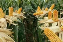 良玉99号玉米栽培技术要点，生育期107.5天