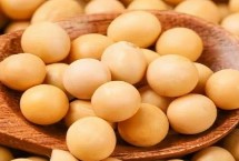 中鲜豆1号大豆栽培技术要点，3月下旬至4月上旬播种