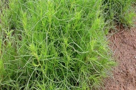 中国的风滚草为什么比较少，一般被称为猪毛菜