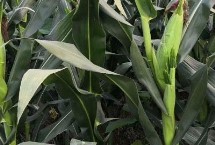 强硕90玉米栽培技术要点，高抗禾谷镰孢茎腐病