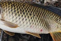 鲤鱼什么时候好钓，选凉爽时分以钓钝为主