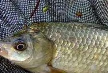 鱼唇厚薄，可通过有无“胡须”辨别