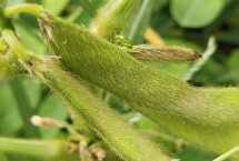 晋大滞绿1号大豆栽培技术要点，每亩播种量6-7公斤