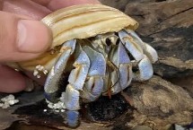 养殖寄居蟹需要注意什么，可选择鱼缸或爬行类宠物的饲养箱