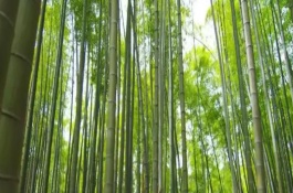 竹子的品种有多少，常见的有毛竹、紫竹、金镶玉竹等