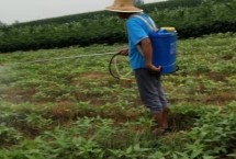 植物调节剂施用注意事项，前者属于人工合成的化合物、后者属于植物自身分泌的化合物