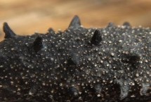 乌参和海参的区别，可分为刺参种类、光参种类