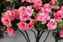 杜鹃花长什么样，有一定毒性