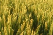 农作物怎么防霜冻，应在这四个方面着手