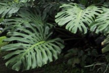 龟背竹不开裂的解决措施，有净化室内空气的作用