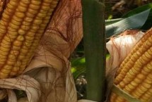 彩玉201玉米栽培技术要点，适宜播期4月下旬至6月中旬