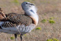 地蒲鹅和鹅的区别，科属、外观和习性均不同
