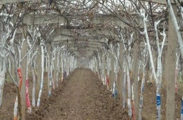 猕猴桃冬季管理清园措施，要做好防冻措施