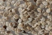 常见蔬菜种子催芽方法，晒种是必须的第一步