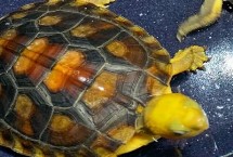 金头龟需要加热棒吗，需将水温保持在20-30℃