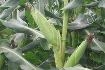 聚隆155玉米栽培技术要点，密度2500—3000株/亩