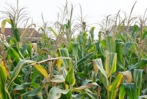 安农683玉米栽培技术要点，普通夏玉米品种