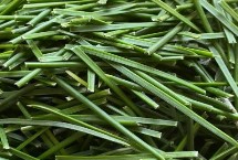 制做松针茶的注意事项，先用开水打湿松针再冲泡至杯满