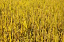泰丰优2098水稻栽培技术要点，每亩有效穗17.3万