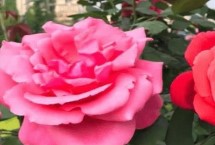 树状月季什么时候嫁接，常用这8种嫁接