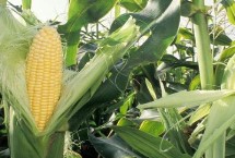 卓科100玉米栽培技术要点，平均生育期100.5天