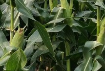 珠玉甜10号玉米栽培技术要点，秋植生育期80天