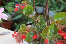 四季海棠什么时候打顶合适，一般在春季和秋季进行