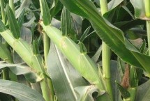 盛馨717玉米栽培技术要点，高抗丝黑穗病