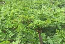 当归亩产量是多少，种植地的海拔需超过2000米