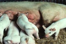 母猪发情判断方式，可适量喂食红糖水