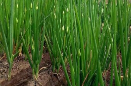 寒露种葱还能出吗，通常在10月份进行