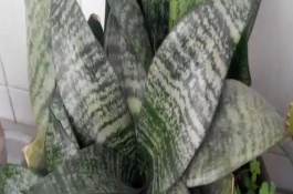 猫耳兰和虎皮兰的区别，生长期间可每隔3-5天浇水一次