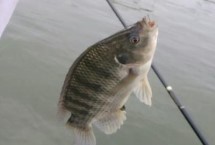 垂钓大罗非鱼的方法，气压骤升或连续升高的天气更容易开口