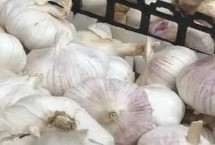 大蒜的栽培技术，我国南北各地普遍都有栽培