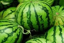 西瓜炭疽病的流行规律，关键是选用抗病品种